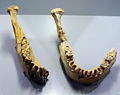 Replika van die onderste kakebeen van Homo erectus tautavelensis.