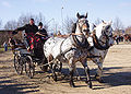 English: "Leopard" Noriker horse Deutsch: Volltiger Svenska: Flugskimmel