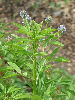 Sinisarviapila (Trigonella caerulea)