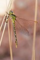 Austrogomphus guerini (Yellow striped hunter)