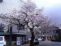 真室川駅前の桜