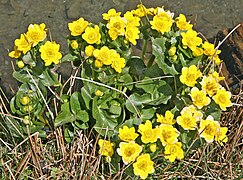 00 4209 Sumpfdotterblume (Caltha palustris).jpg