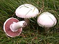 Agaricus campestris