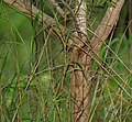 Batang pohon Acacia pennata di hutan Talakona, di Chittoor, Andhra Pradesh, India.