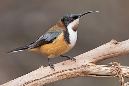 Eastern spinebill, male, by JJ Harrison