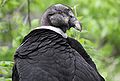 Andean Condor