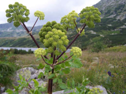 Vaistinė šventagaršvė (Angelica archangelica)