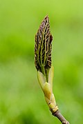 Bladknop van een esdoorn (Acer). 13-04-2023 (d.j.b.) 01.jpg