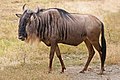 en:Wildebeest, en:Blue_Wildebeest