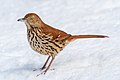Image 40Brown thrasher (snow-nosed variety) in Central Park