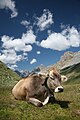 Campanaccio al collo di una mucca