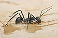 A carpenter ant drinking