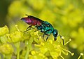 Chrysis ignita (familia Chrysididae)