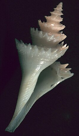 Cochlespira radiata