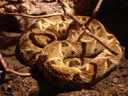 Paprastoji kaisaka (Bothrops atrox)