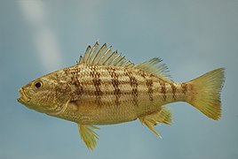 Conodon nobilis