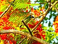 Coppersmith barbet in Queen Sirikit Park, Thailand.