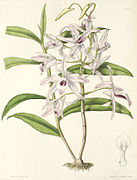 Dendrobium transparens