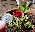 Miniature Red Rose (E. Edwards 2009)