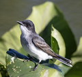 * Nomination Eastern kingbird in Philadelphia, US (by Needsmoreritalin) --Gpkp 17:52, 11 January 2025 (UTC) * Promotion  Support Good quality. --Plozessor 04:44, 12 January 2025 (UTC)