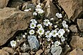 Image 1Shetland mouse-ear, a rare plant species unique to Shetland and found only on two serpentine hills in the Keen of Hamar reserve on the island of Unst Credit: Melvin Grey