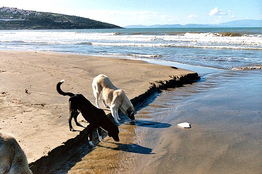 "Ephesus_beach-4.jpg" by User:Dguendel