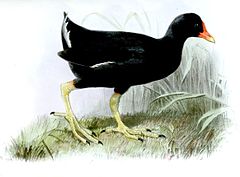 Description de l'image GallinulaNesiotusJury.jpg.