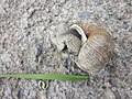 17 Weinbergschnecke