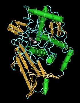 Oxidovaná molekula hemocyaninu (z chobotnice)