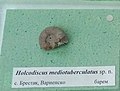 en:Holcodiscus mediotuberculatus sp. n. en:Barremian, en:Brestak, Cr1 2943 at the en:Sofia University "St. Kliment Ohridski" Museum of Paleontology and Historical Geology