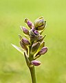 Bloemknoppen van een Hosta (geslacht). Focus stapel van 97 foto’s.