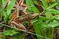 Hylarana macrodactyla, Long-toed frog - Phu Kradueng National Park