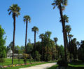 Palm avenue in Tarbes, France