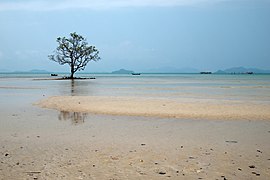 Koh Mak (island), Thailand, Solitary tree in lagoon.jpg