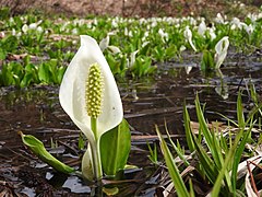 Lysichiton camtschatcensis, ordre des Alismatales