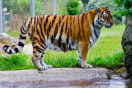 Siberia tigro