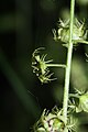 Mitella caulescens