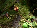 Moneses uniflora