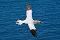 Northern gannet (Morus bassanus) in flight, Lummenfelsen, Heligoland, Germany