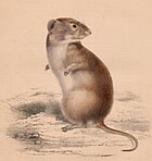 Brants's whistling rat