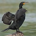 Image 9 Double-crested cormorant More selected pictures