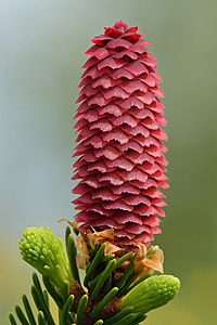 Picea abies cone, by Iifar