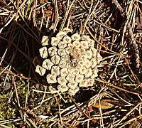 Pinus sylvestris cone, Lochailort, Highland Council, Scotland.jpg