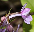 花の細部（側面）