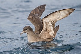 Puffinus tenuirostris - SE Tasmania