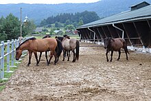 Groupe de chevaux dans un paddock