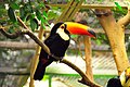 The toco toucan – mascot of the park