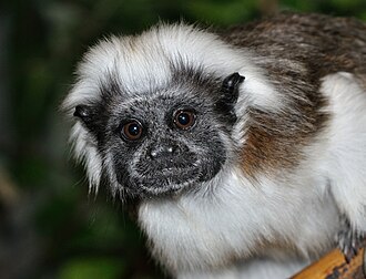 Pinché à crête blanche (Saguinus oedipus), primate callitrichidé de Colombie. (définition réelle 3 244 × 2 480)