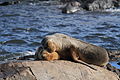 Sea Lions