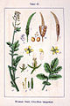 Sturm, Deutschlands Flora in Abbildungen (1796)